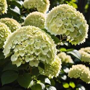 Limelight Hodowla i produkcja komercyjna